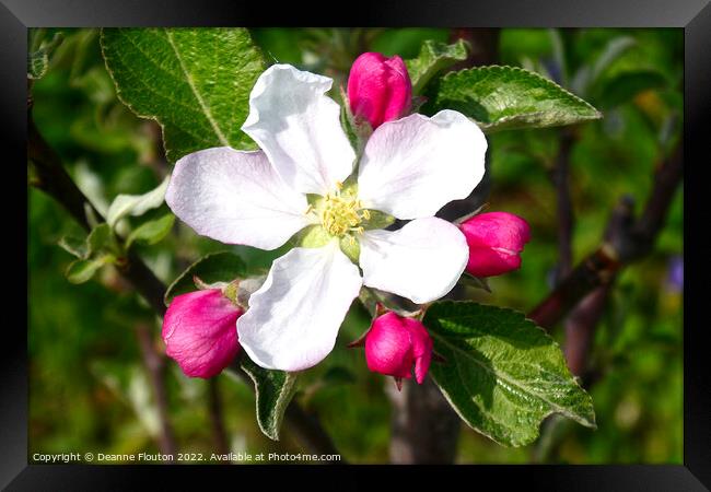Delicate Beauty of Apple Blossom Framed Print by Deanne Flouton
