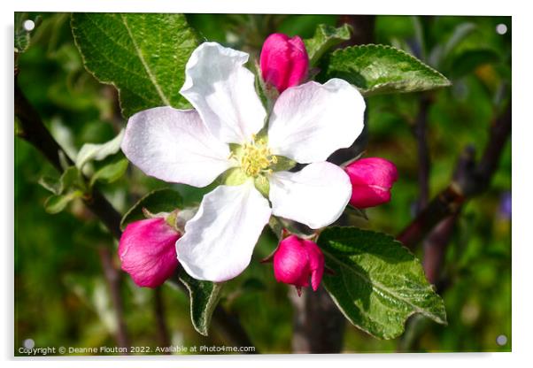 Delicate Beauty of Apple Blossom Acrylic by Deanne Flouton