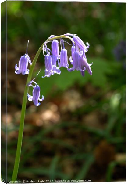 English Bluebell Canvas Print by Graham Light