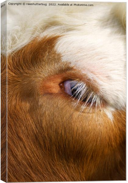 Highland Cow's Eye Canvas Print by rawshutterbug 