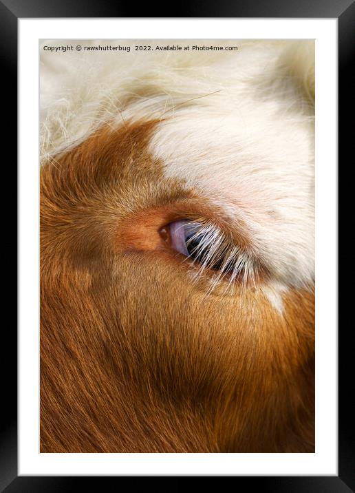 Highland Cow's Eye Framed Mounted Print by rawshutterbug 