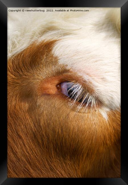 Highland Cow's Eye Framed Print by rawshutterbug 