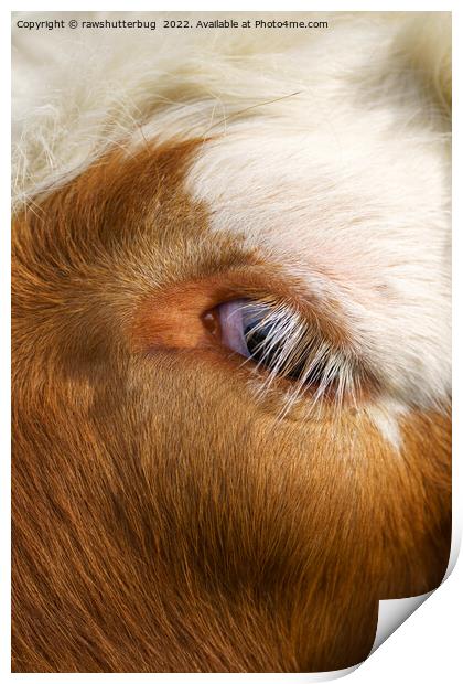 Highland Cow's Eye Print by rawshutterbug 