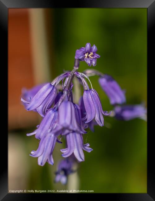 English bluebells from my garden  Framed Print by Holly Burgess