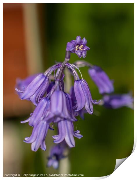 English bluebells from my garden  Print by Holly Burgess