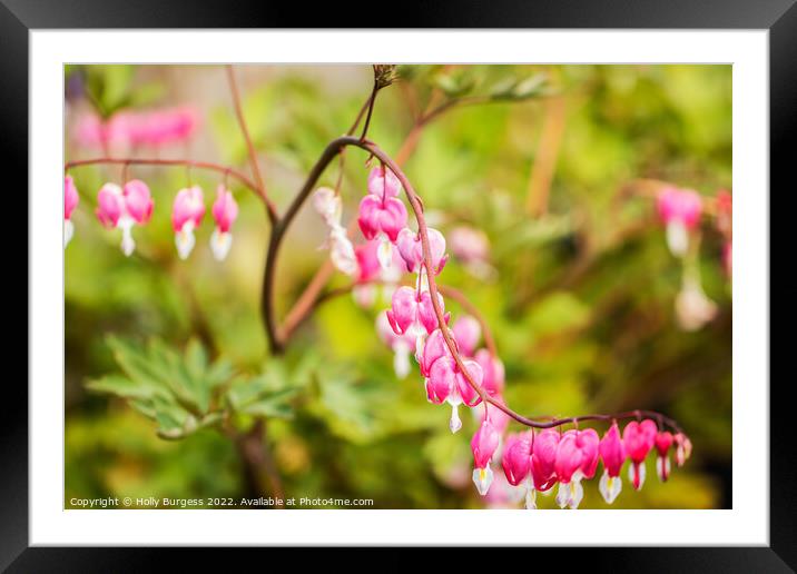 'Poetic Flourish of Asian Bleeding-Heart' Framed Mounted Print by Holly Burgess