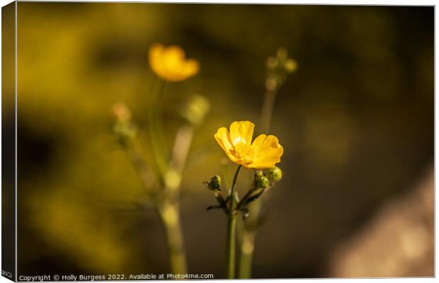 Buttercup flower, also know as Ranunculus yellow petals, on a stem  Canvas Print by Holly Burgess
