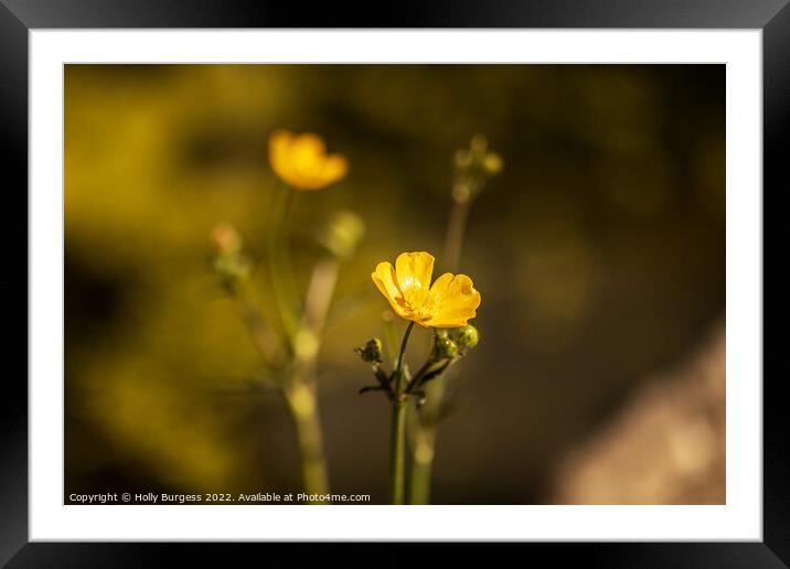 Buttercup flower, also know as Ranunculus yellow petals, on a stem  Framed Mounted Print by Holly Burgess