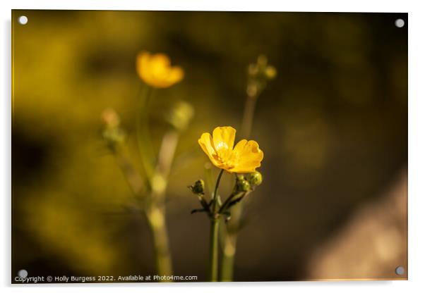 Buttercup flower, also know as Ranunculus yellow petals, on a stem  Acrylic by Holly Burgess
