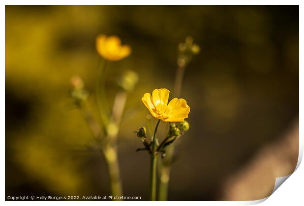Buttercup flower, also know as Ranunculus yellow petals, on a stem  Print by Holly Burgess