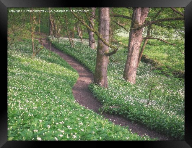 Wild Garlic Woods Framed Print by Paul Andrews