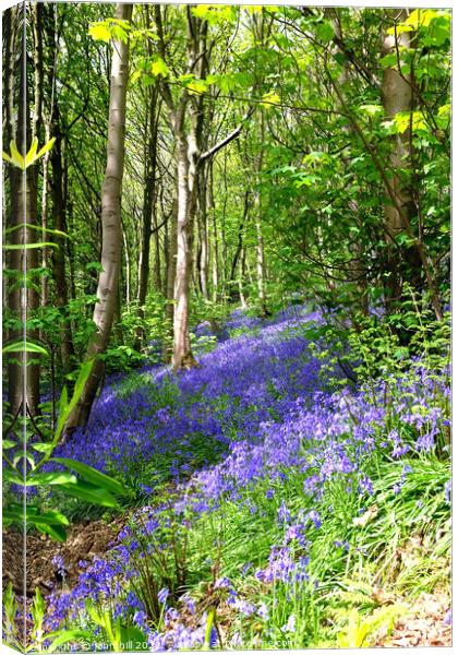 Bluebell woodland Canvas Print by john hill