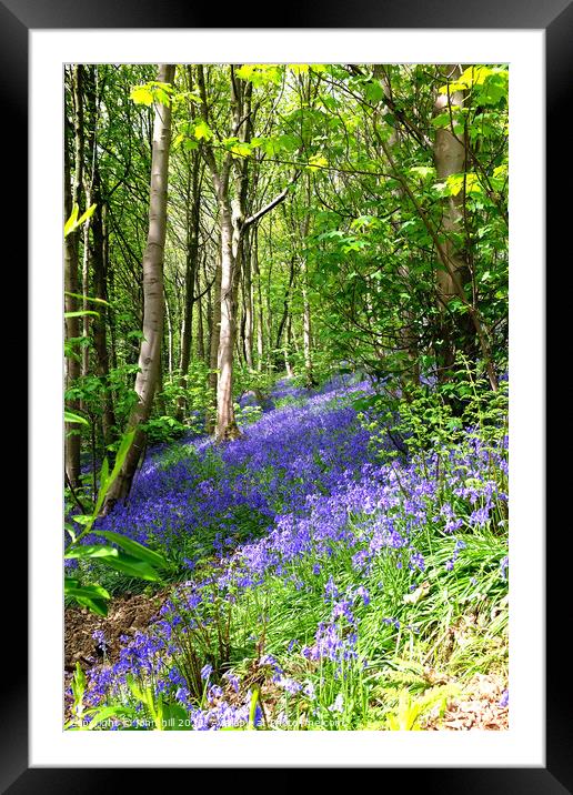 Bluebell woodland Framed Mounted Print by john hill