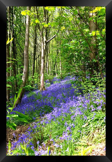 Bluebell woodland Framed Print by john hill