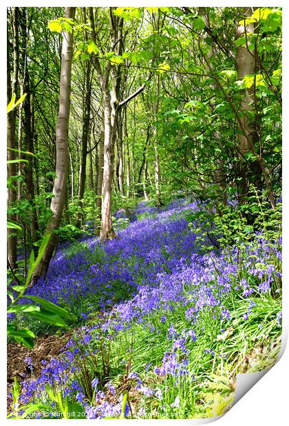 Bluebell woodland Print by john hill