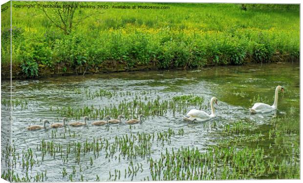 Swans and their cygnets at Bibury in the Cotswolds Canvas Print by Nick Jenkins