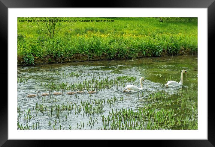 Swans and their cygnets at Bibury in the Cotswolds Framed Mounted Print by Nick Jenkins