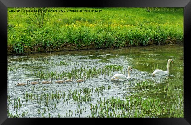 Swans and their cygnets at Bibury in the Cotswolds Framed Print by Nick Jenkins