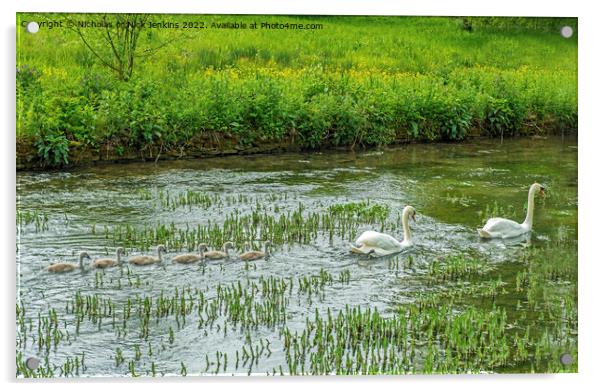Swans and their cygnets at Bibury in the Cotswolds Acrylic by Nick Jenkins