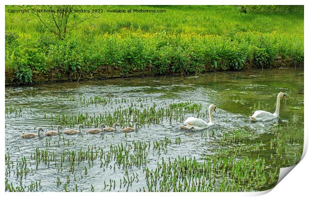 Swans and their cygnets at Bibury in the Cotswolds Print by Nick Jenkins