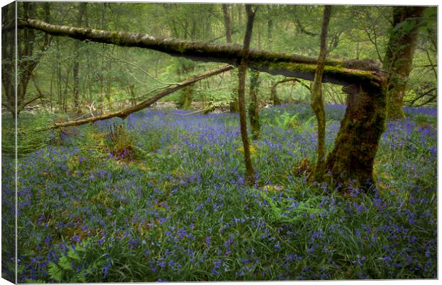 A broken tree and Bluebells Canvas Print by Leighton Collins