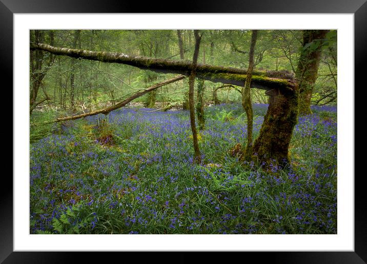 A broken tree and Bluebells Framed Mounted Print by Leighton Collins