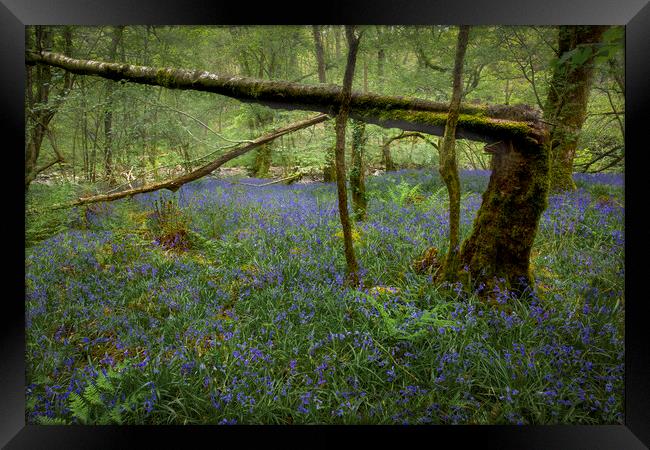 A broken tree and Bluebells Framed Print by Leighton Collins