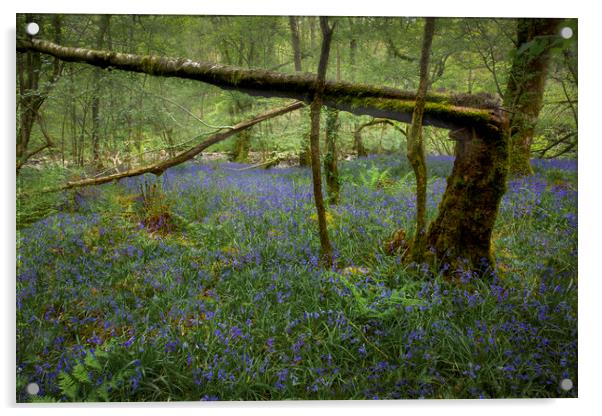 A broken tree and Bluebells Acrylic by Leighton Collins