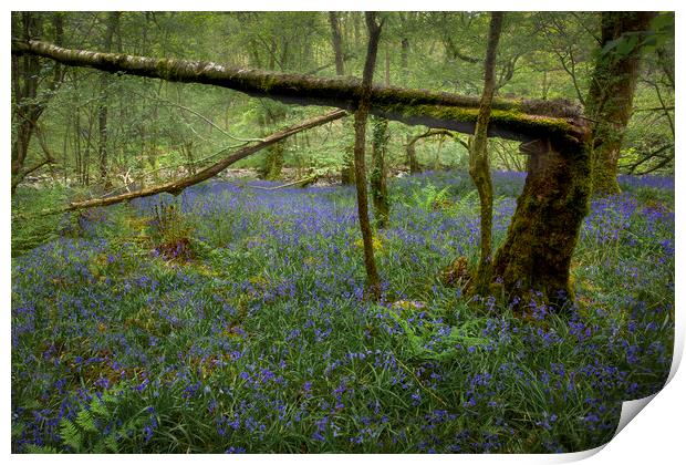 A broken tree and Bluebells Print by Leighton Collins