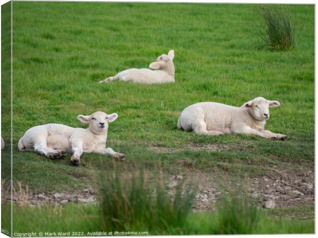 Lambs at Rest. Canvas Print by Mark Ward
