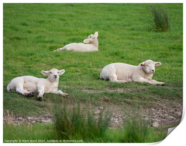 Lambs at Rest. Print by Mark Ward