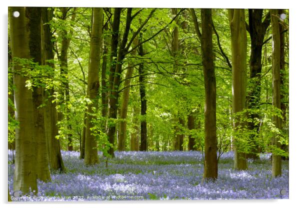 Bluebell Woodland Acrylic by Simon Johnson