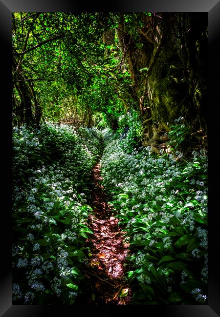 Wild Garlic footpath Townlake, Devon, England. Framed Print by Maggie McCall