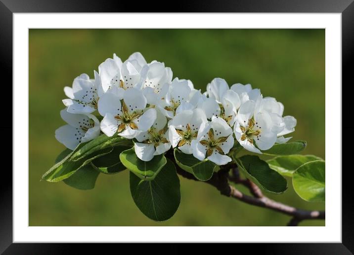 Pear Tree Blossom Framed Mounted Print by Susan Snow