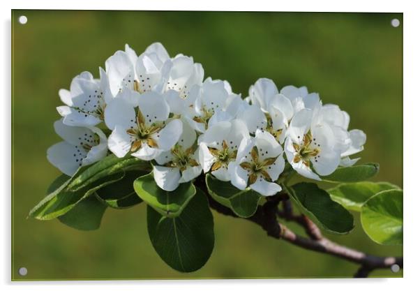 Pear Tree Blossom Acrylic by Susan Snow