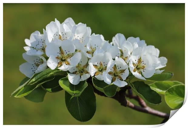 Pear Tree Blossom Print by Susan Snow