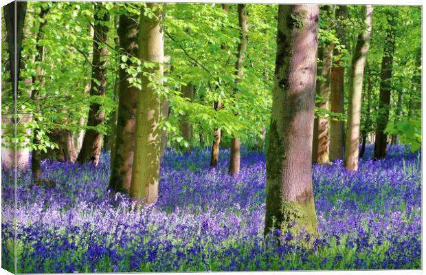Cotswold Bluebell Wood Canvas Print by Susan Snow