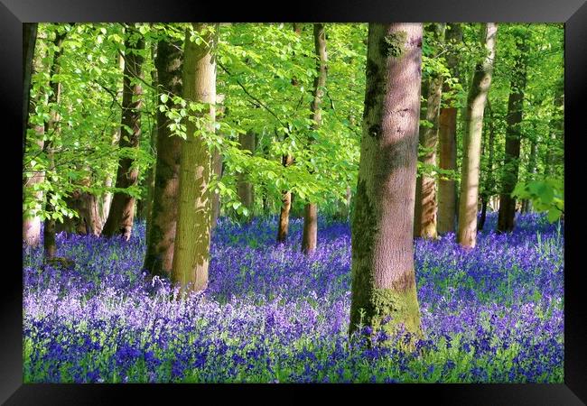 Cotswold Bluebell Wood Framed Print by Susan Snow