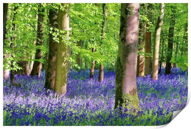 Cotswold Bluebell Wood Print by Susan Snow