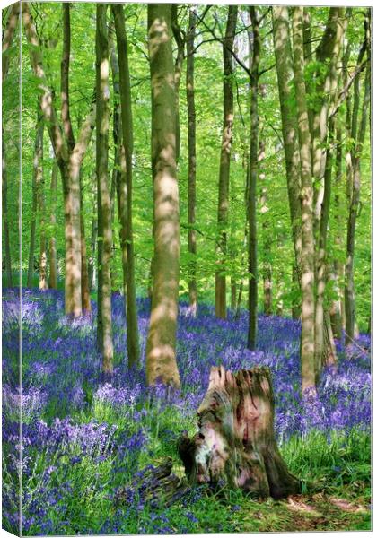Cotswold Bluebell Wood Canvas Print by Susan Snow