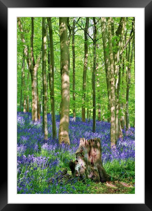 Cotswold Bluebell Wood Framed Mounted Print by Susan Snow