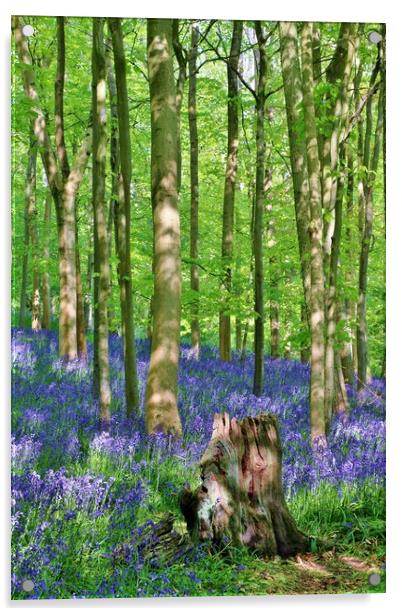Cotswold Bluebell Wood Acrylic by Susan Snow