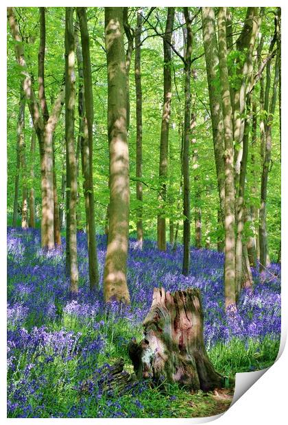 Cotswold Bluebell Wood Print by Susan Snow