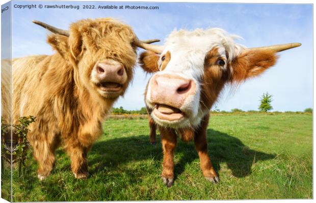 Funny Highland Cows Canvas Print by rawshutterbug 