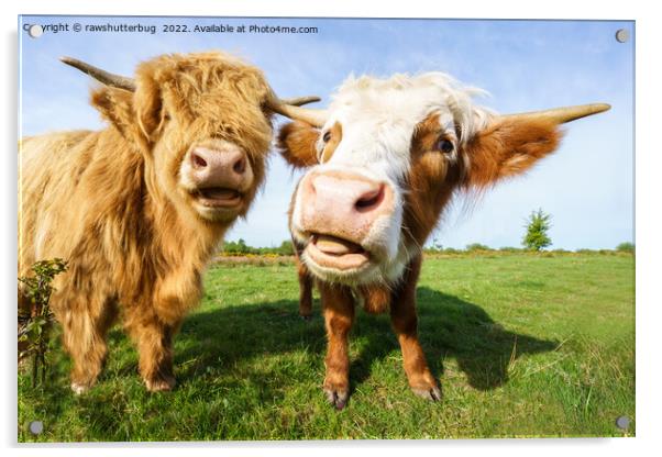Funny Highland Cows Acrylic by rawshutterbug 