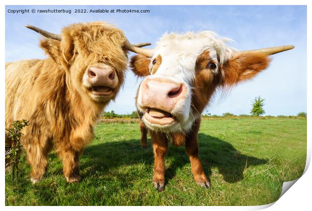 Funny Highland Cows Print by rawshutterbug 