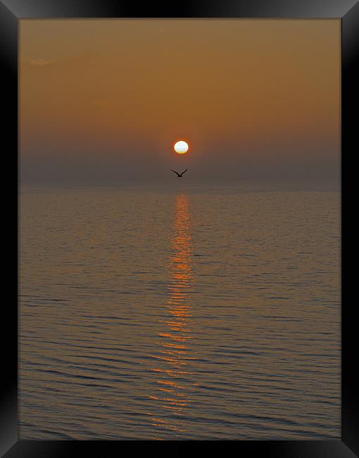 Seagull at first light Framed Print by Gary Eason