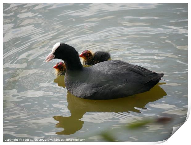 Coot and Chicks Print by Tom Curtis