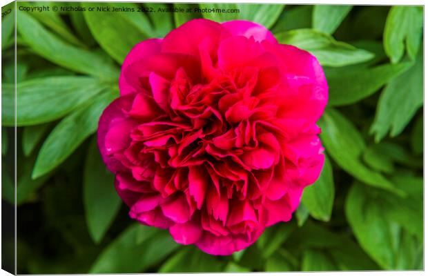 Red Peony in Full Bloom Canvas Print by Nick Jenkins