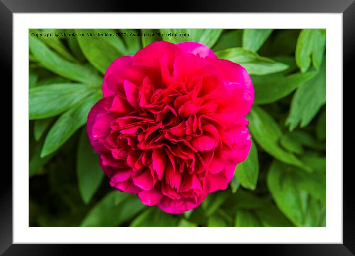 Red Peony in Full Bloom Framed Mounted Print by Nick Jenkins